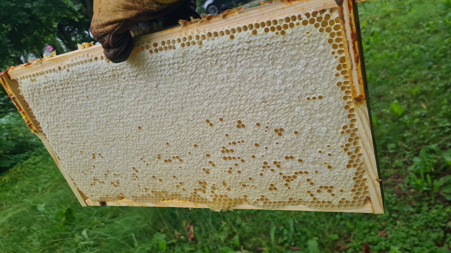 Imker begutachtet frische Naturwabe an einem Münchner Bienenstand